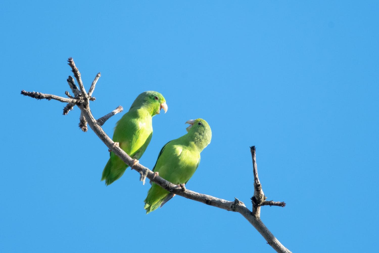 Two Green-rumped Parrotlets (parakeets), Forpus passerinus, having a conversation and playing. Two cute birds talking and having a conversation.