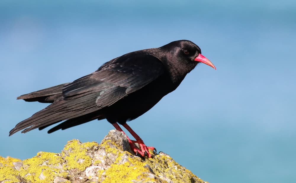 Chough, Pyrrhocorax pyrrhocorax (Red-billed Chough)