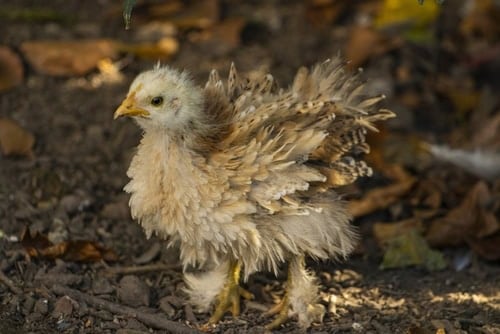 A close-up shot of a beautiful frizzle cochin chick standing in the shadow on the ground of the coop