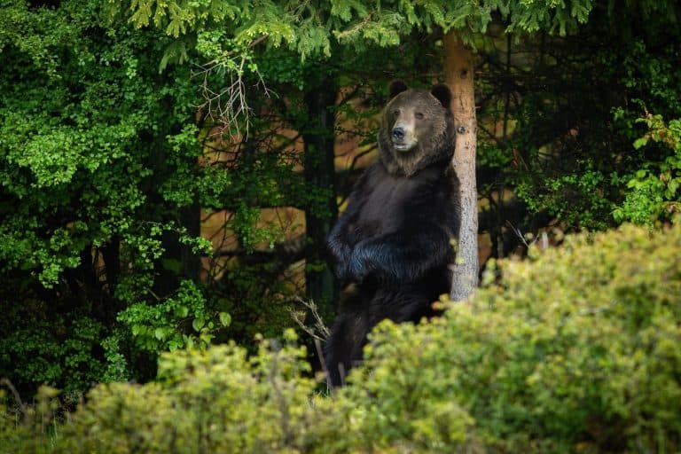 Large brown bear male standing on rear legs by a marking tree in summer forest