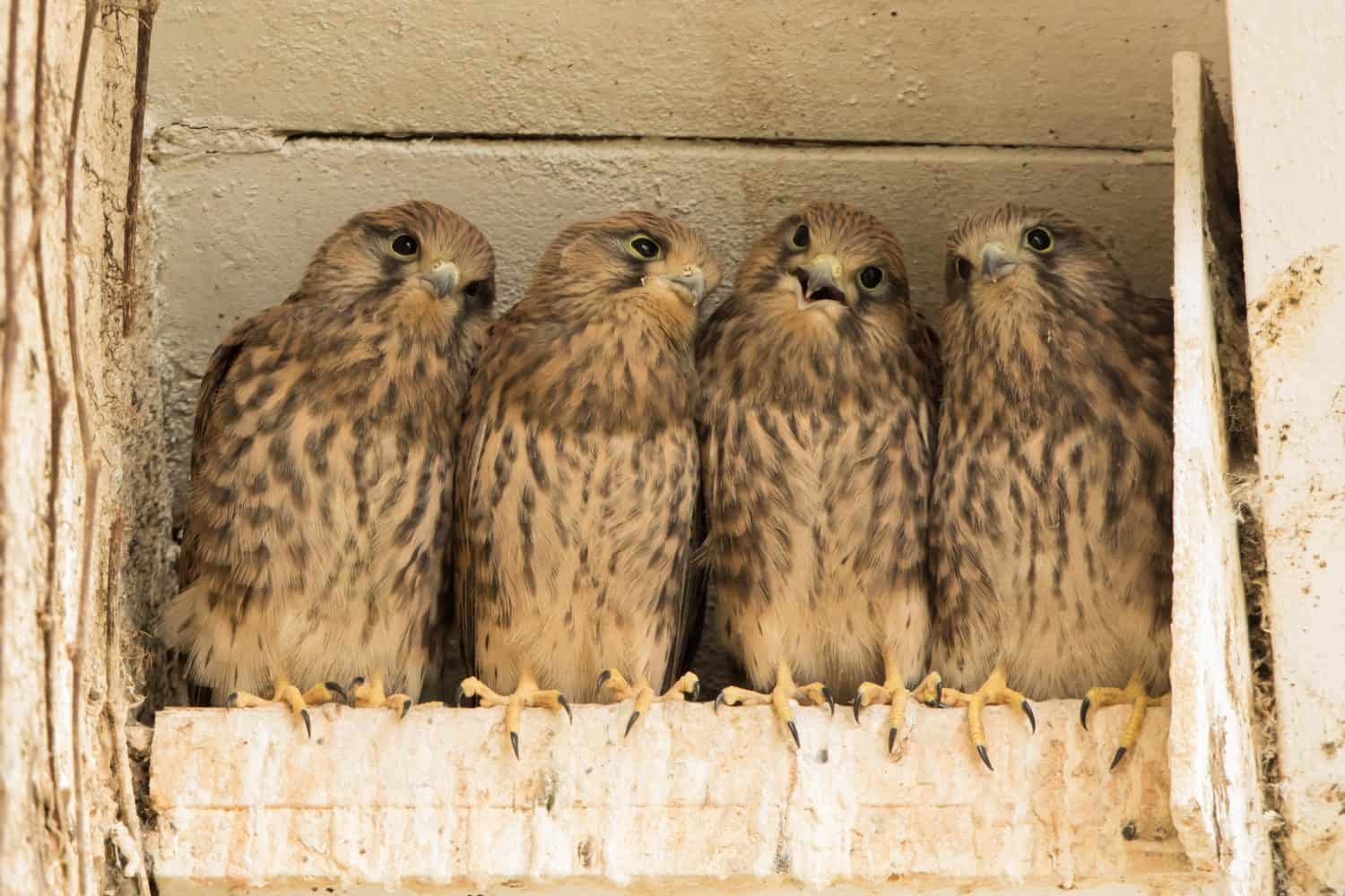 Four young common kestrels (Falco tinnunculus) in nest box, Hesse, Germany