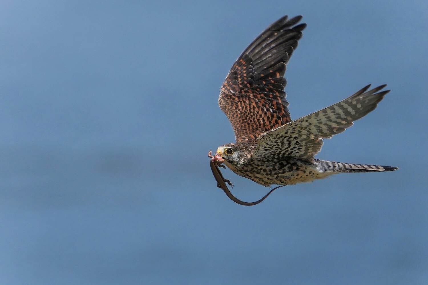 Female Kestrel (Chogenbo) during the breeding season is hurry back to the nest with prey in the river reflecting blue sky background