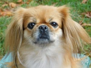 portrait of beautiful cute pet small dog tibetan spaniel