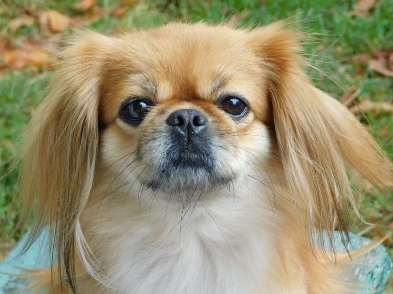Tibetan Spaniel