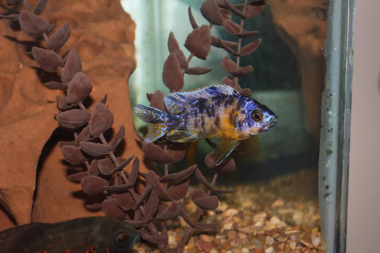 OB Peacock Cichlid Freshwater Fish