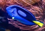 Blue tang