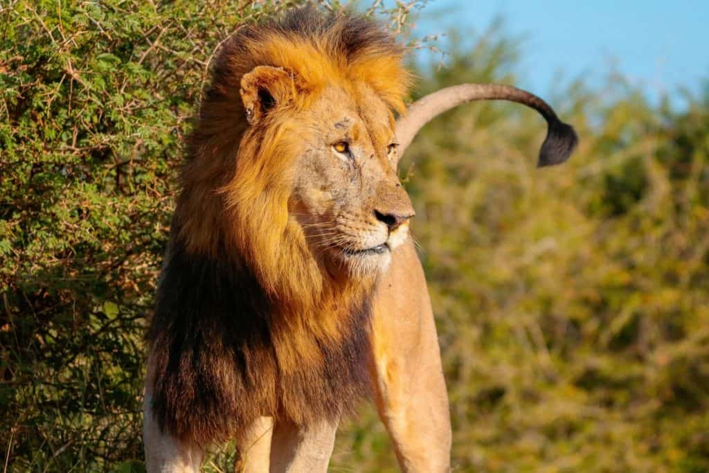Male lions scent-mark to signal their territory, rank, identity, and more.