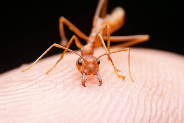 Red Ant or Green Tree Ant biting on the human,Selection focus
