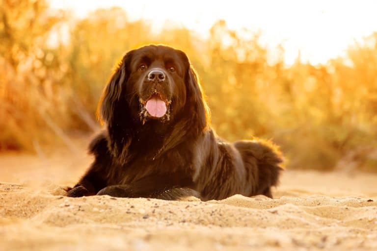 Golden Newfie