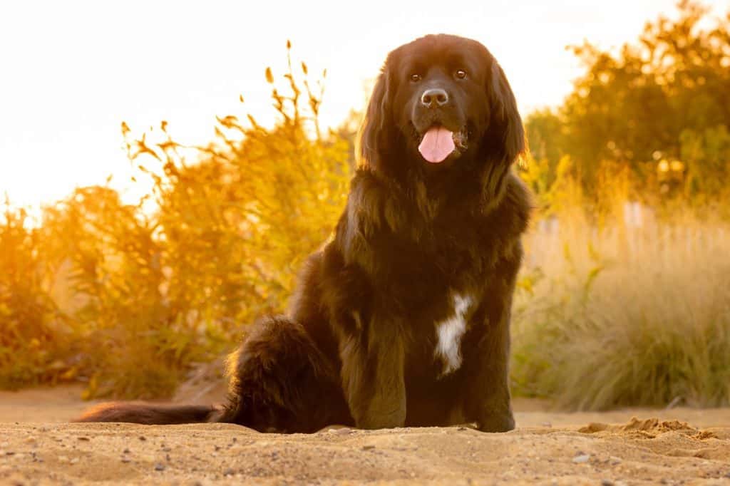 Beautiful gigantic Newfoundland dog on sandy beach with warm hazy sunset peeking through the grass - gorgeous huge Newfie on sand with tongue hanging out at golden hour