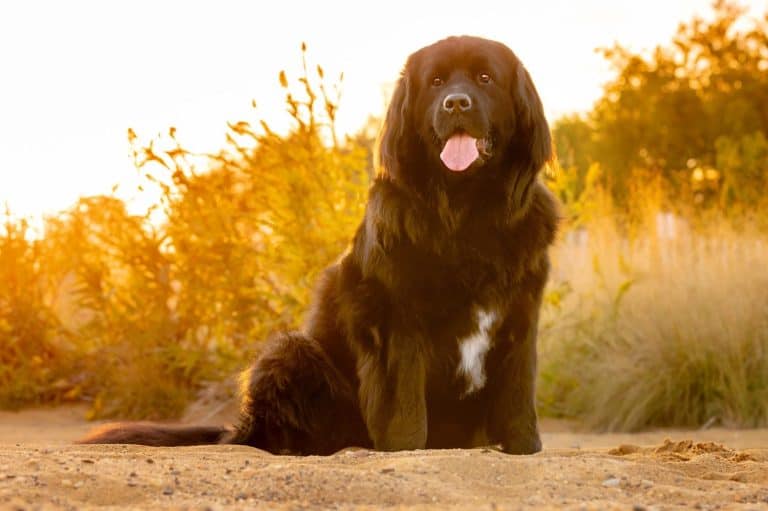 Beautiful gigantic Newfoundland dog on sandy beach with warm hazy sunset peeking through the grass - gorgeous huge Newfie on sand with tongue hanging out at golden hour