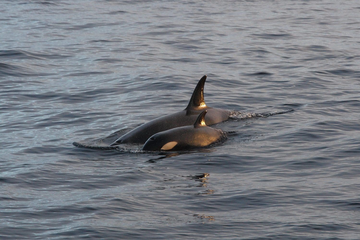 mother and calf of orca or killer whale, Orcinus orca, encountered off Skjervoy, Norway