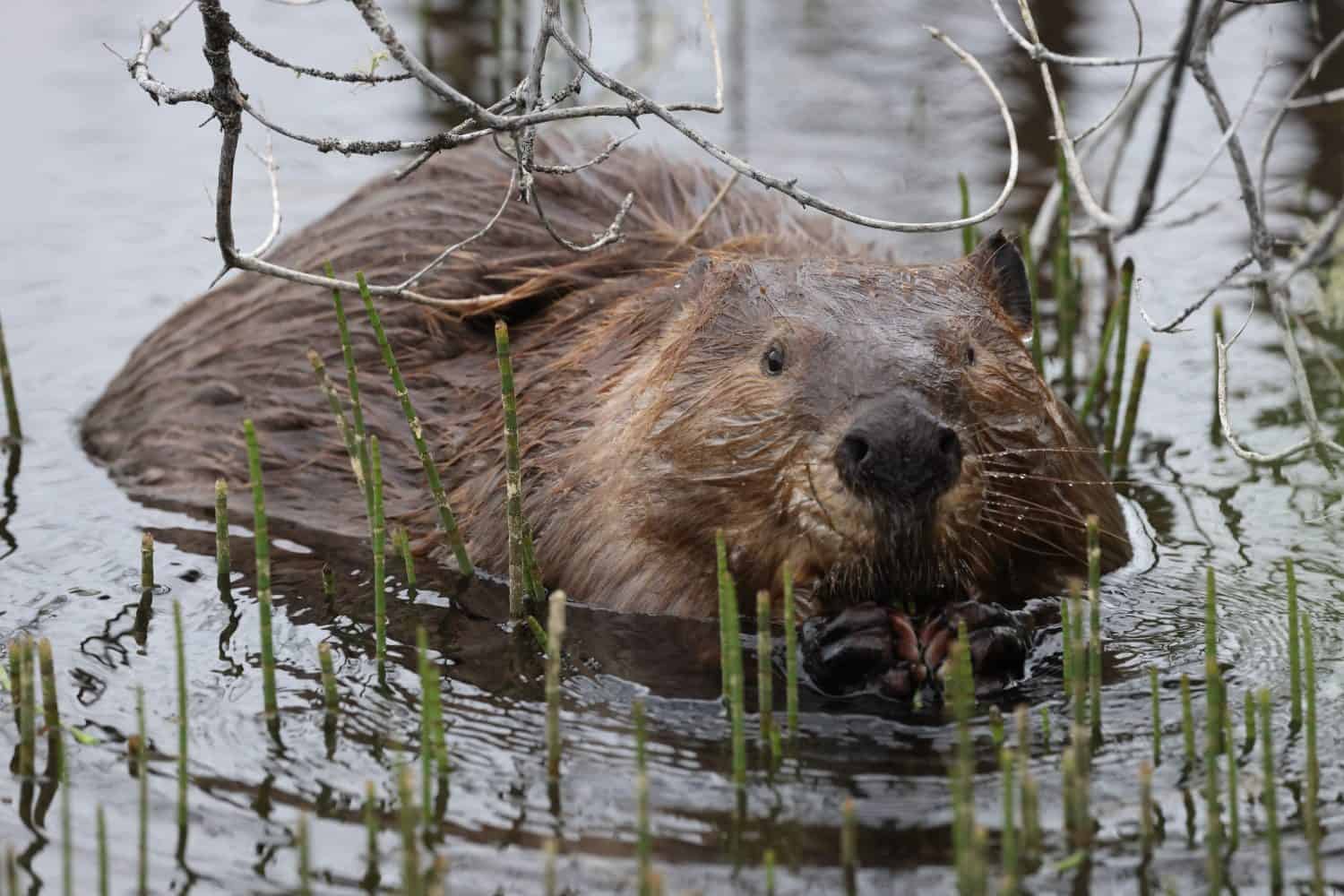 North American Beaver (Castor canadensis) Alberta Canada
