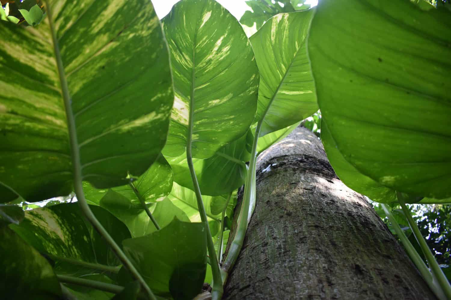 Hawaiian pothos, a wild plant that functions to filter the air from free radicals.