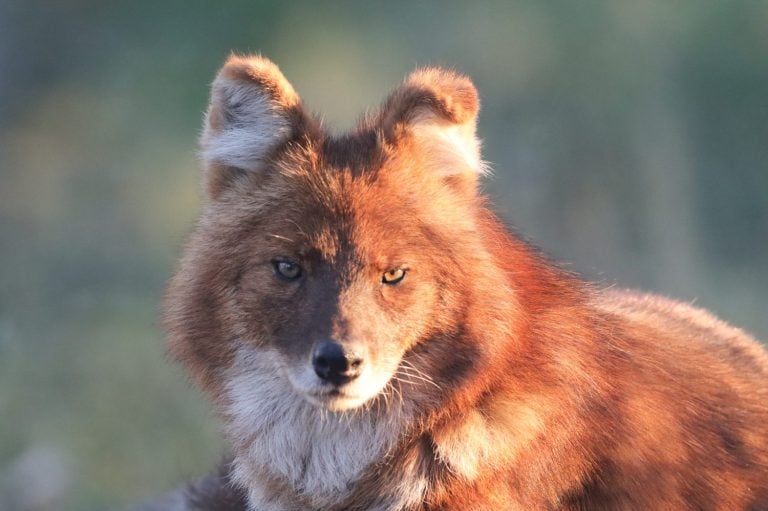 Portrait of a dhole (Cuon alpinus), also called Asian wild dog, with red, brown and white coat, long muzzle, eyes during golden hour