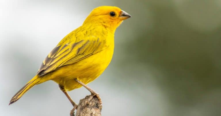 The true canary or canary of the earth, (scientific name: Sicalis flaveola L.), canary-da-horta, canary-canary, canary-chapinha, is a species of bird of the family Emberizidae.