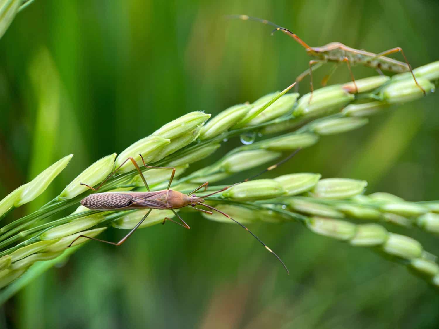 Selective focus of rice ear bug on green paddy under the sunlight with blur background. Macro photography.