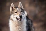 West Siberian Laika