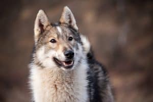 Portrait of a young dog breed West Siberian Laika. Hunting dogs.