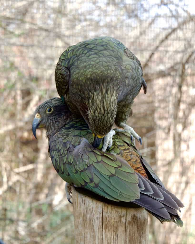 a pair of Kea parrots hang out together on a wood post