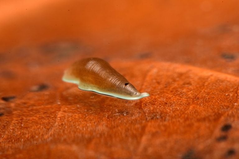 european leech Helobdella stagnalis on leaf, bloodsucker
