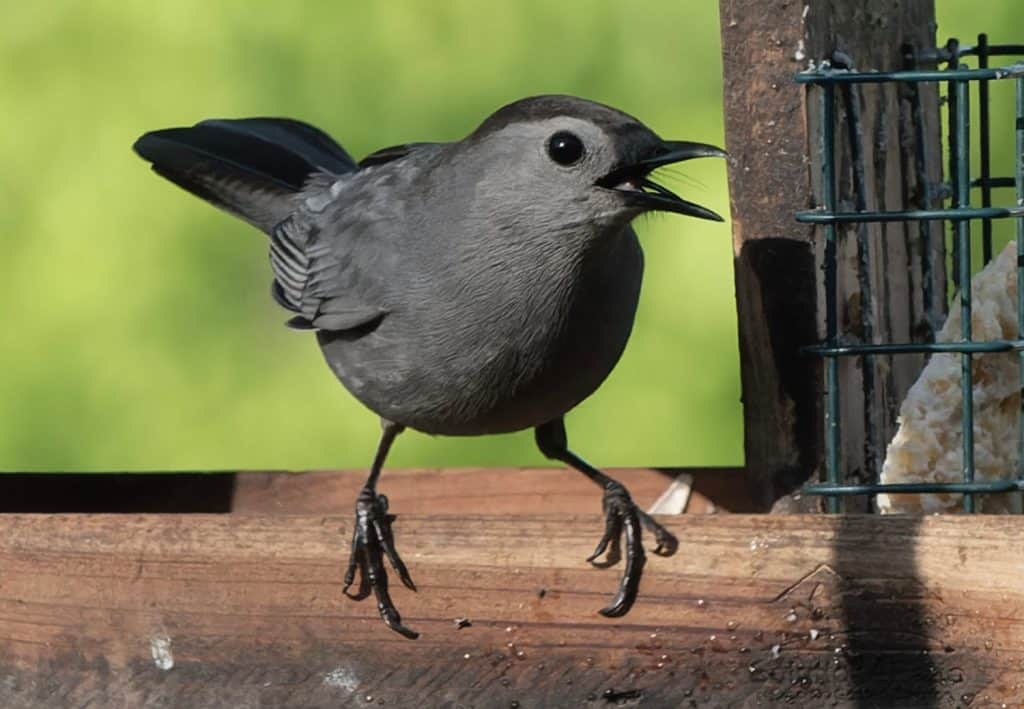A Gray Catbird on the suet feeder