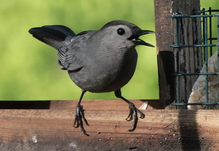 A Gray Catbird on the suet feeder