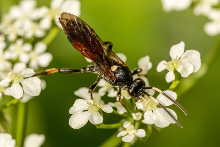 Ichneumon fly feeding on pollen. This is a parasitic wasp. The females lay their eggs inside a live insect larva or egg. When the egg hatches the host is eaten alive.