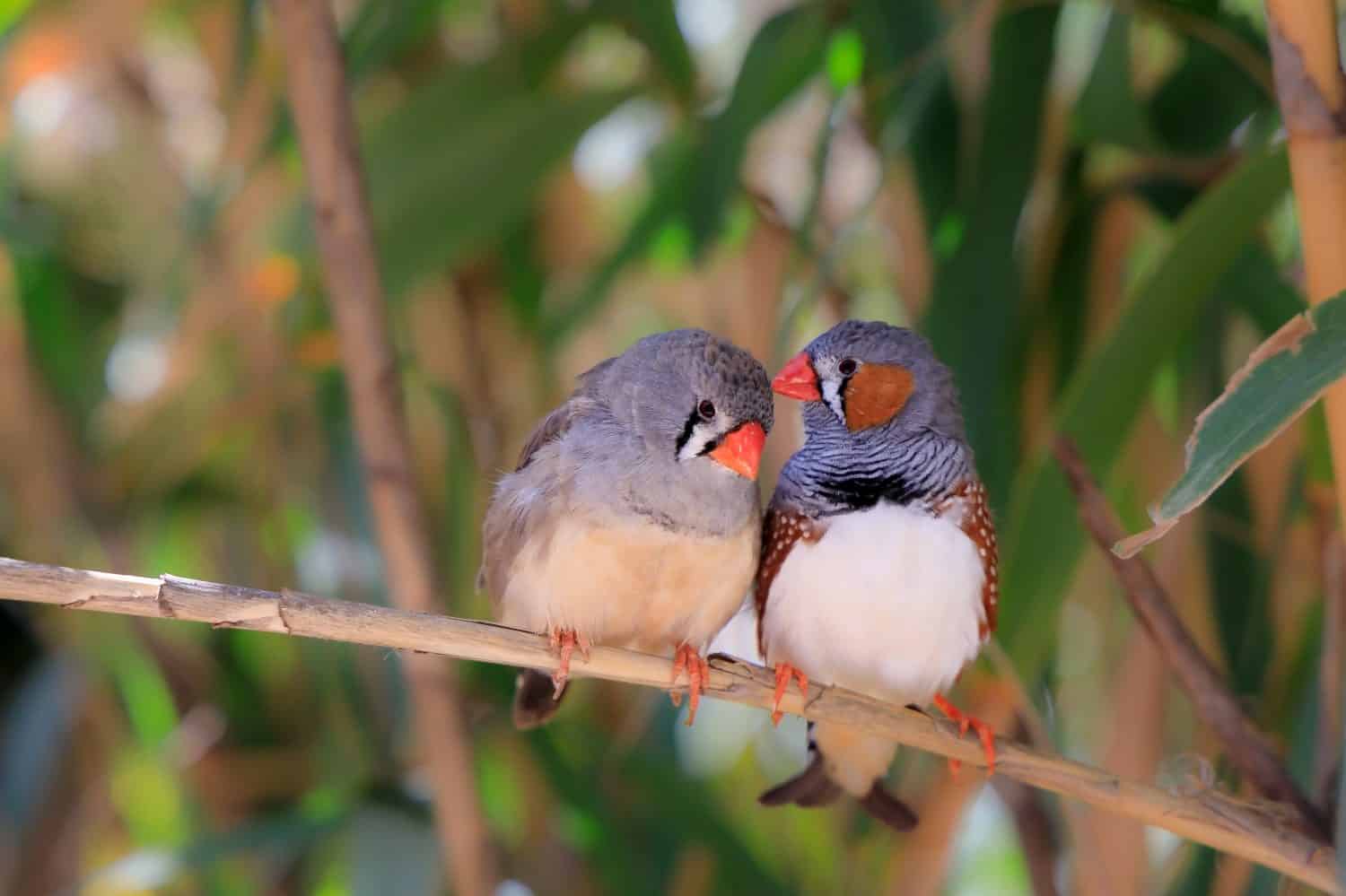 Sunda zebra finch in Costa Adeje, Spain.