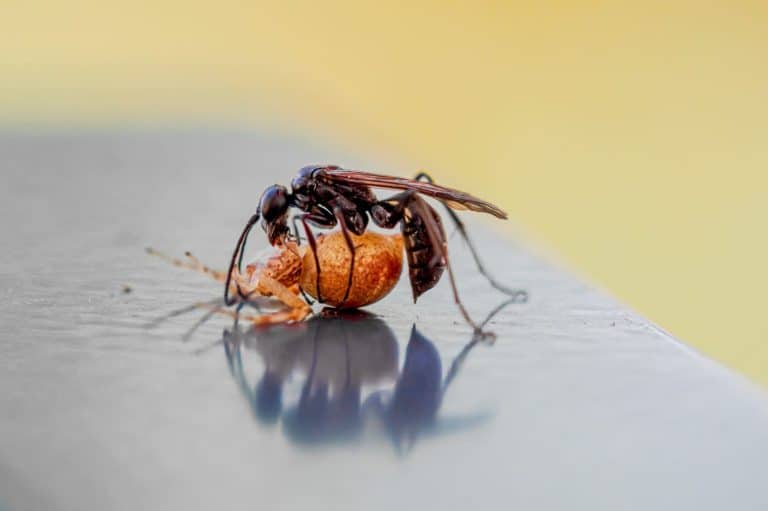 Spider Wasp killing spider. Insect hunting. wasp carries off spider