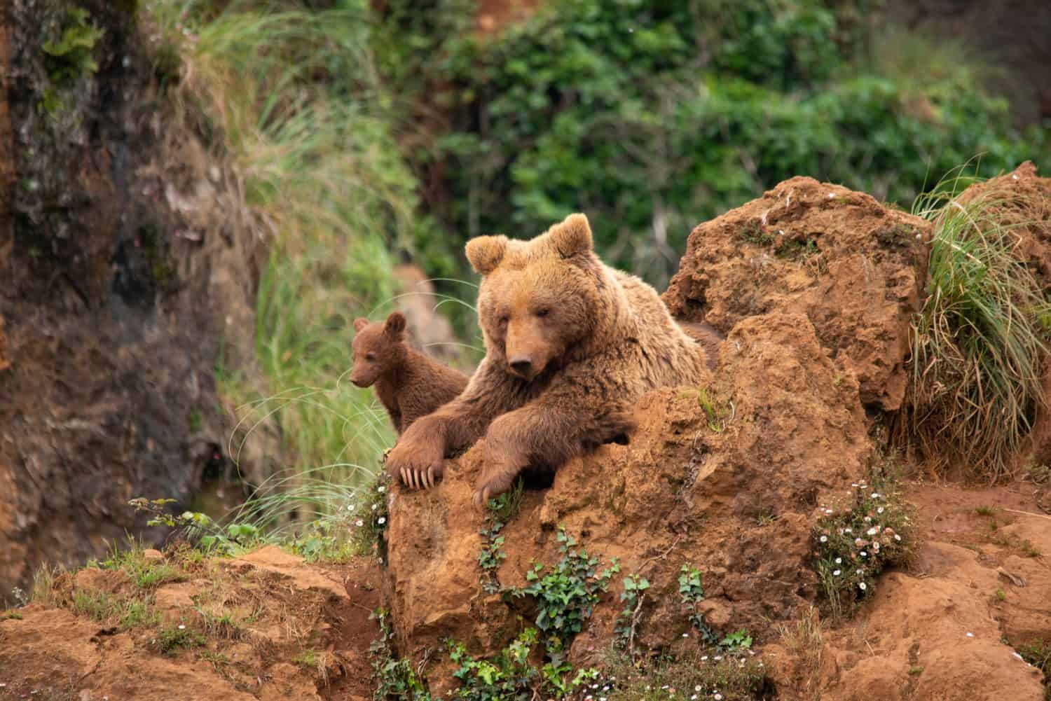 Bear cubs playing with their brown bear mother on top of a mountain in the Cantabrian mountain range