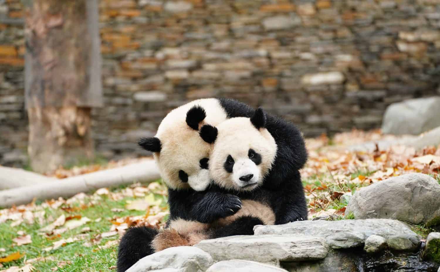 A panda mother is playing with her baby in playground