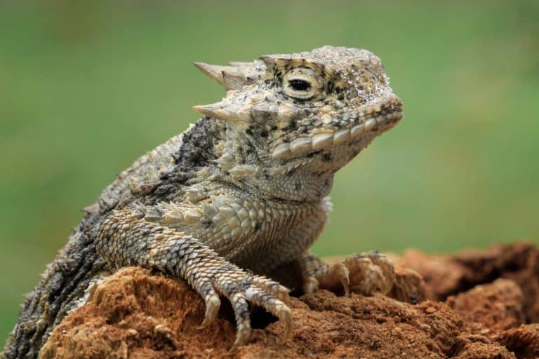 Texas Horned Lizard (Phrynosoma cornutum) is spiny reptile, native to the arid regions of North America.