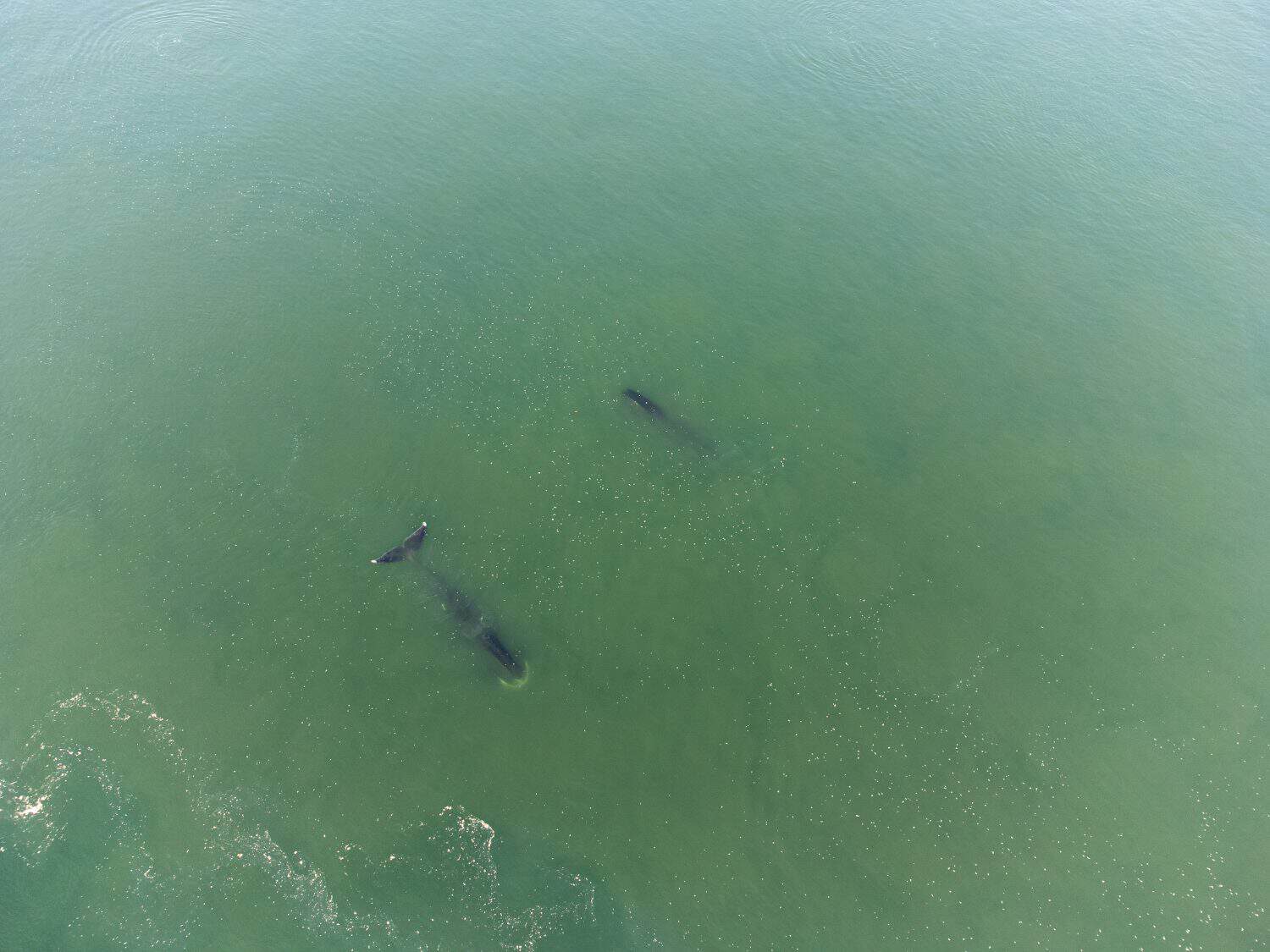 a flock of bowhead whales has breakfast with plankton