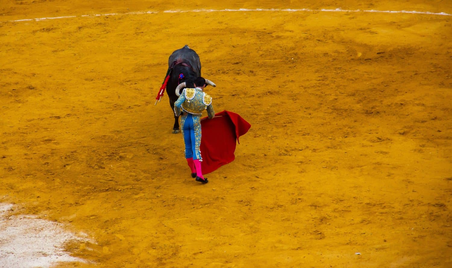 A Spanish matador in a beautiful smart suit with a red muleta in his hand is fighting with a bull in the arena. A brave angry bullfighter fights an aggressive toro bravo during a bullfight in Spain