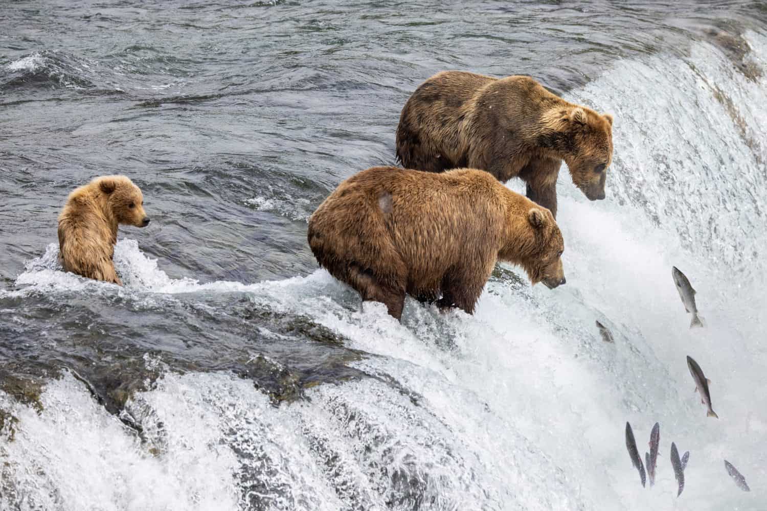 brown bears stand on the edge of Brooks Falls waiting for salmon to jump up the falls.