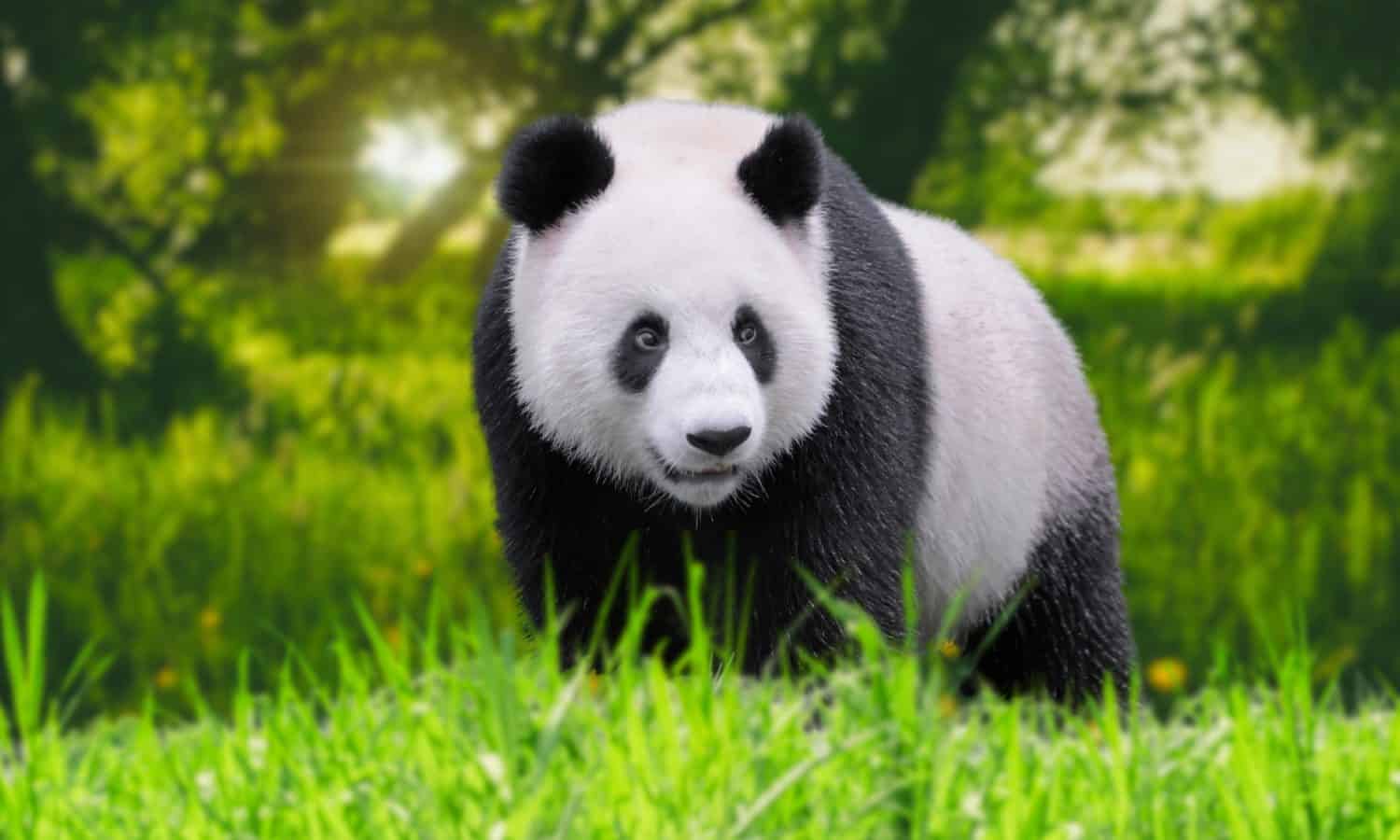 Panda eating shoots of bamboo. Rare and endangered black and white bear. A playful happy panda