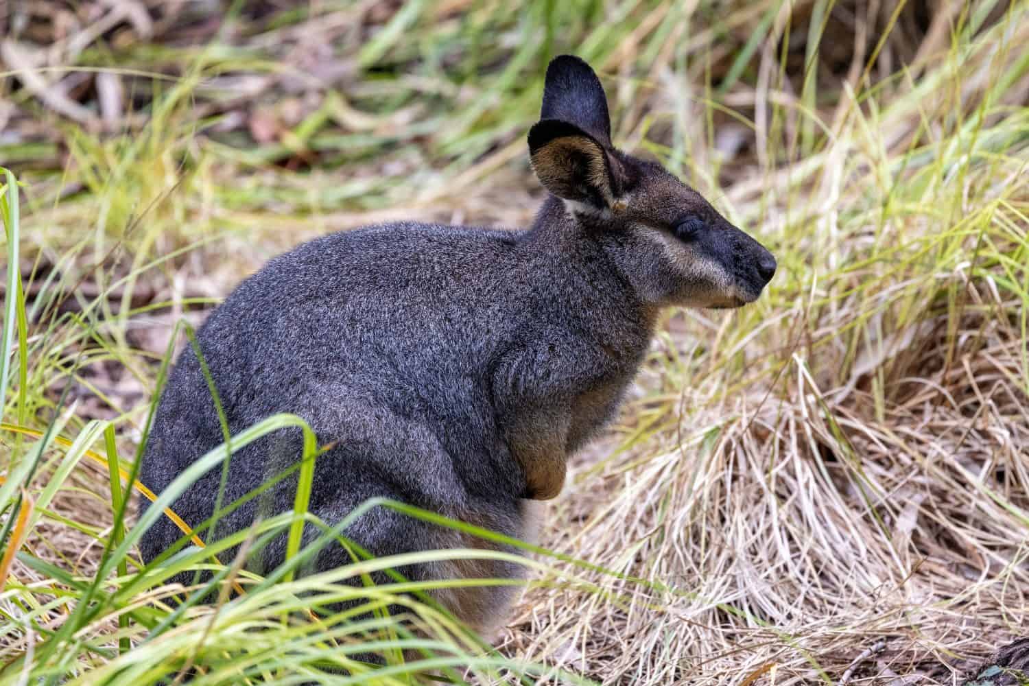Captive Western Brush Wallaby in zoo