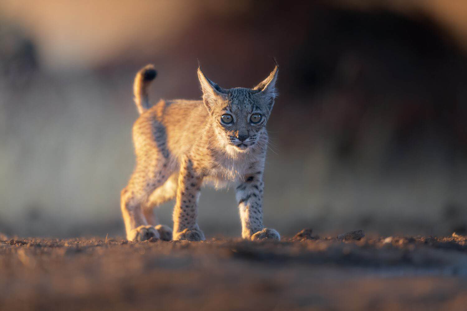 Portrait of Iberian lynx cub