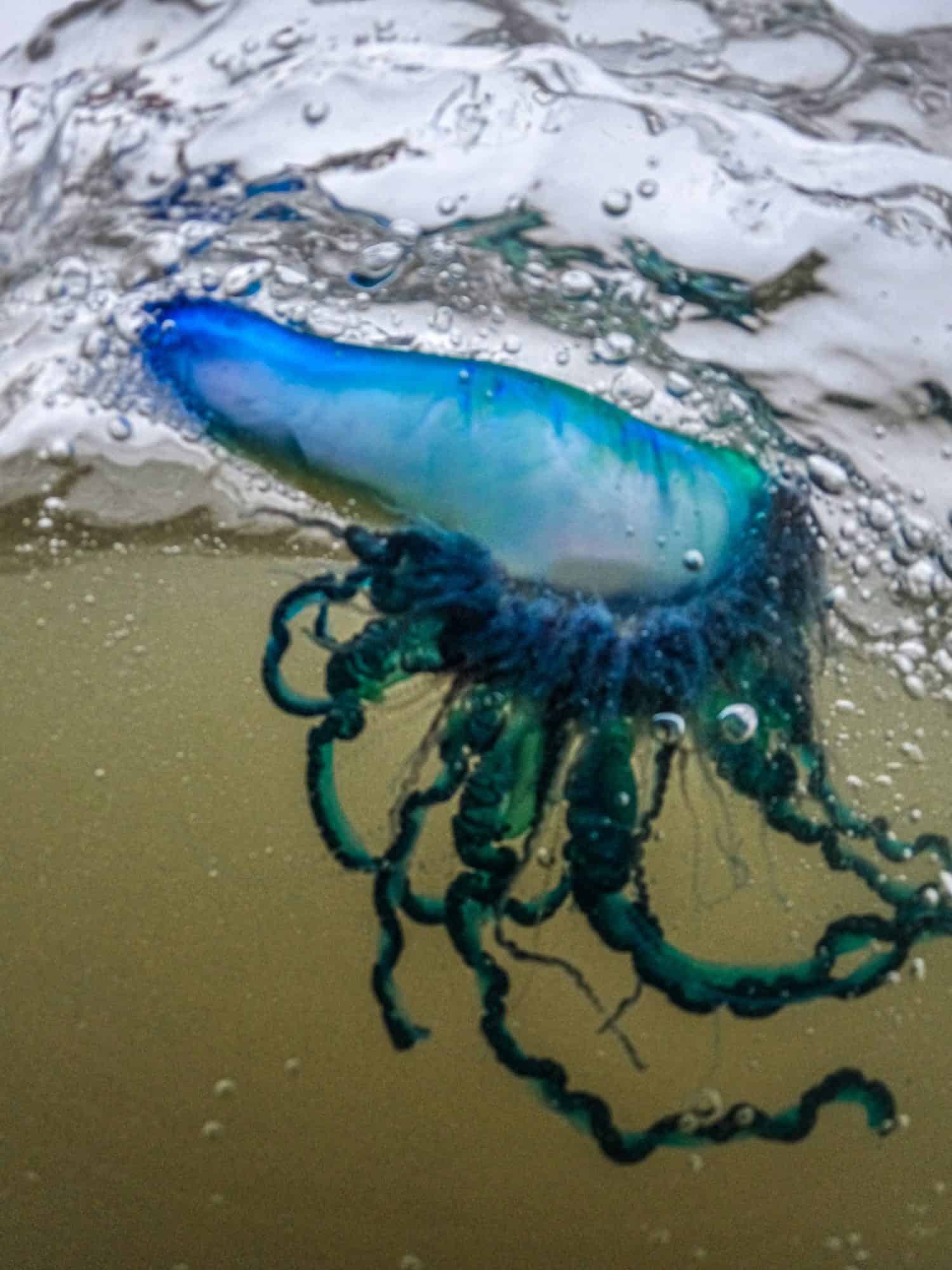 Portuguese man o war jelly fish swimming in the ocean