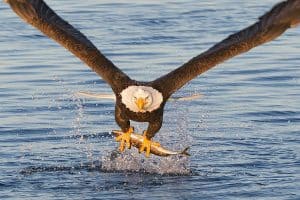Bald Eagle Catching A Fish