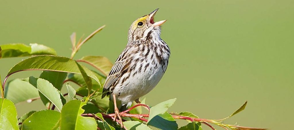 Savannah Sparrow in 4K Photo