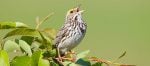 Savannah Sparrow