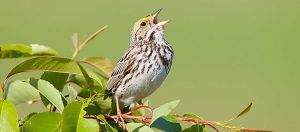 Savannah Sparrow in 4K Photo