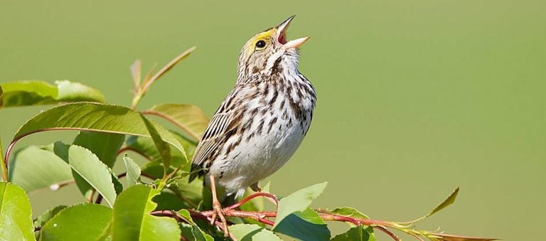 Savannah Sparrow