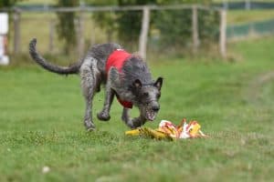 Deerhound, coursing, red, target, field