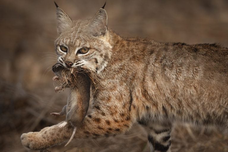 A female bobcat carries her prey to a secret spot.