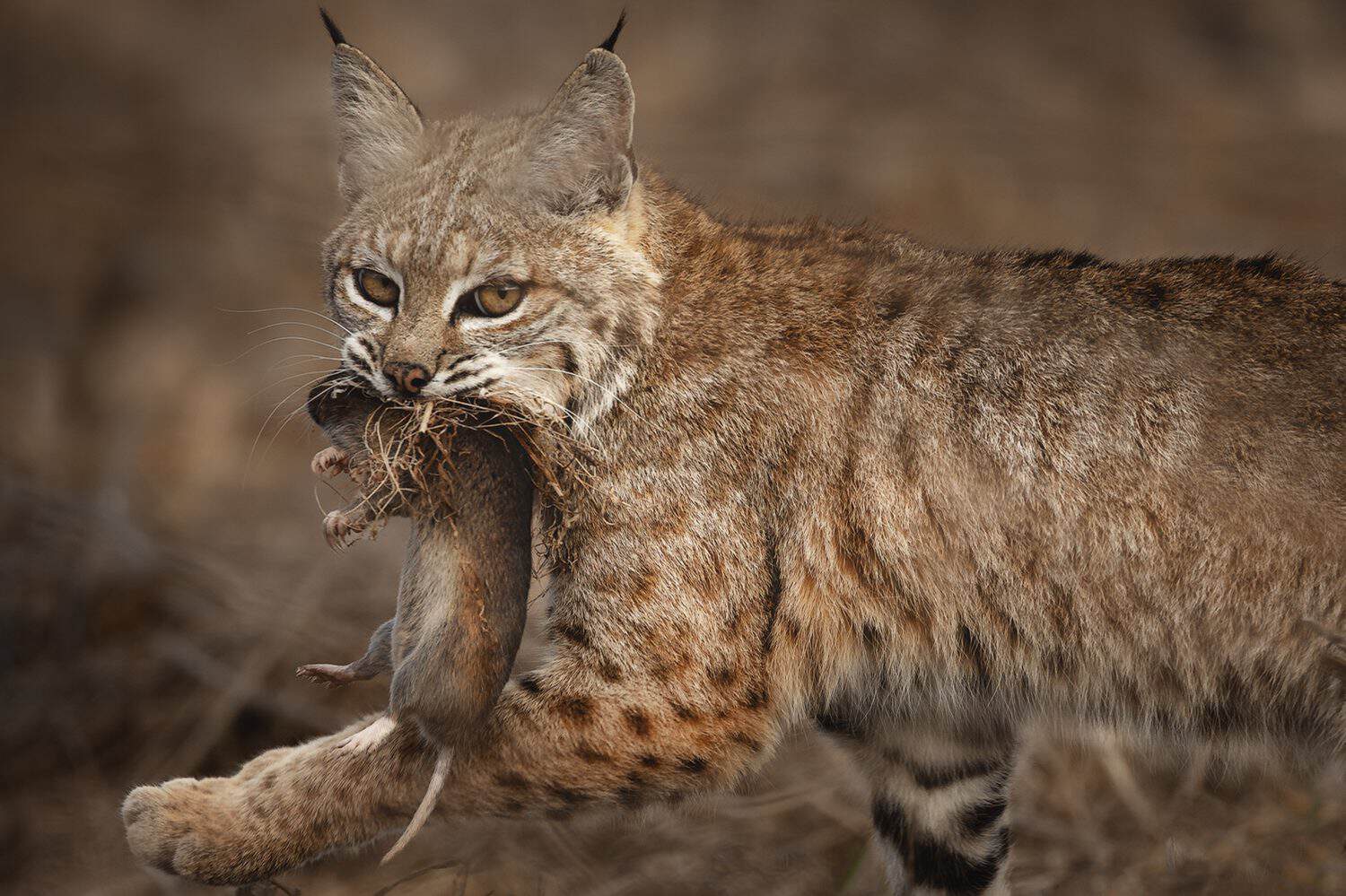 A female bobcat carries her prey to a secret spot. 