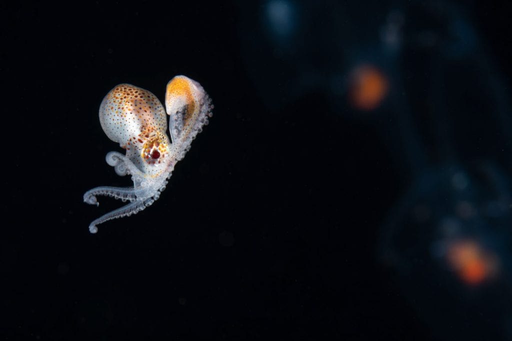 Female paper nautilus carrying a newly formed shell, photographed at night while scuba diving in the open ocean.