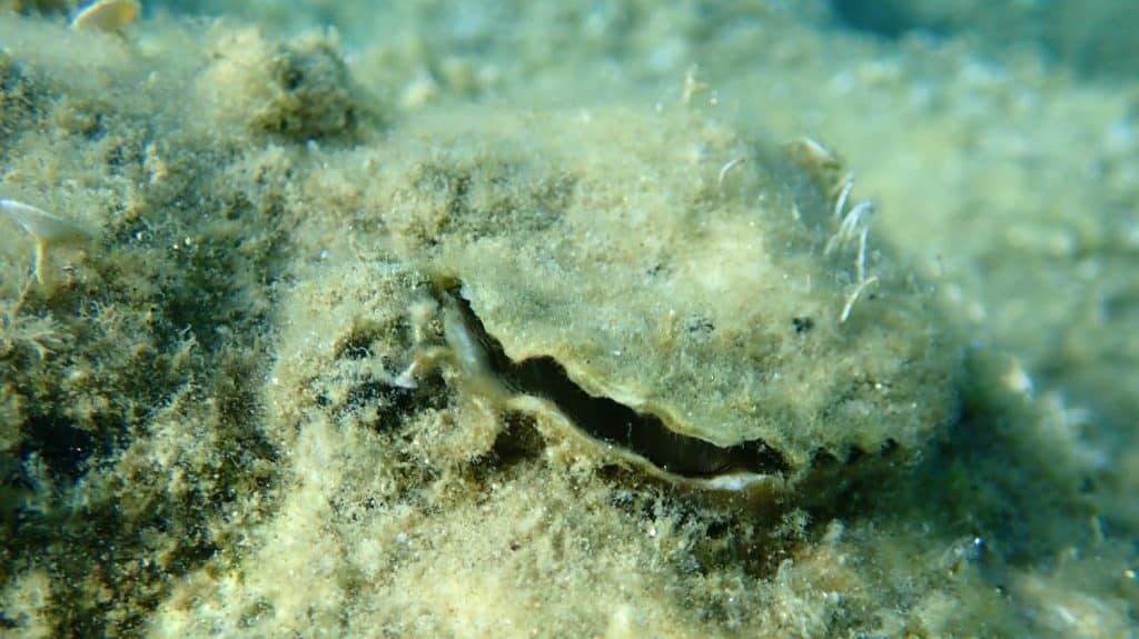 Bivalve mollusc European flat oyster or common oyster (Ostrea edulis) undersea, Aegean Sea, Greece, Halkidiki